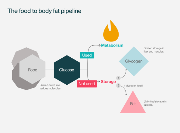 Timeline - FOOD TO BODY FAT