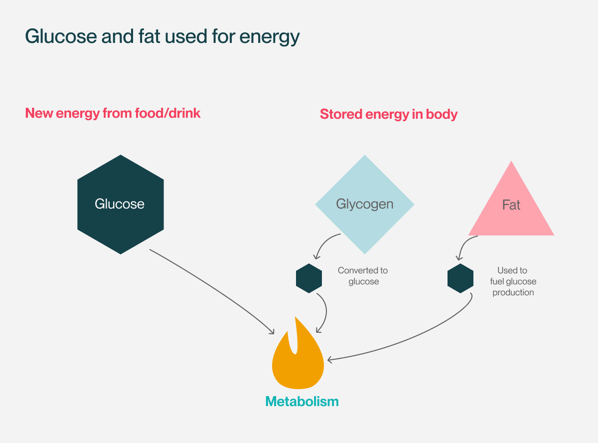 Timeline - body glucoseT