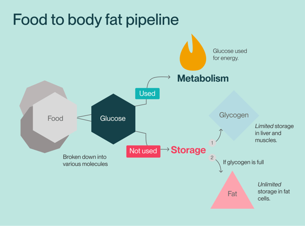Timeline - FOOD TO BODY FAT-2