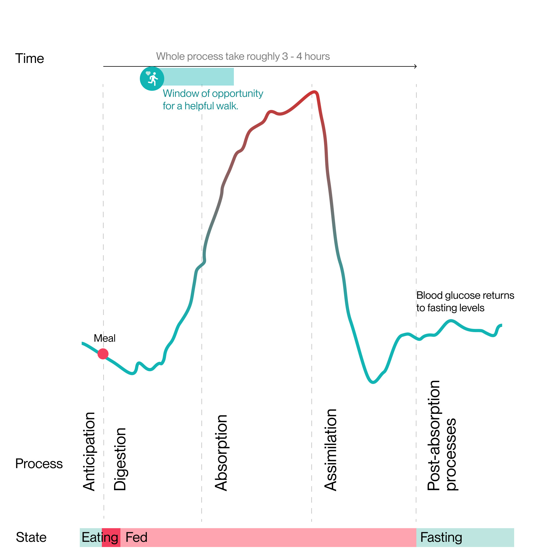 Absorption timeline and a walk
