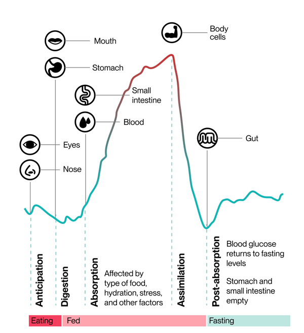 The Absorption Cycle